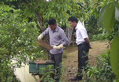 Anh Chuyển kiểm tra đàn ong mật nuôi tại vườn nhà.